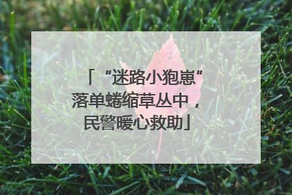 “迷路小狍崽”落单蜷缩草丛中，民警暖心救助