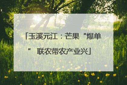 玉溪元江：芒果“爆单” 联农带农产业兴