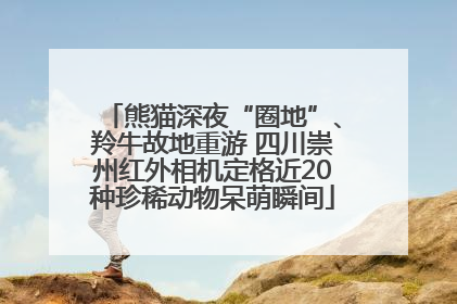 熊猫深夜“圈地”、羚牛故地重游 四川崇州红外相机定格近20种珍稀动物呆萌瞬间