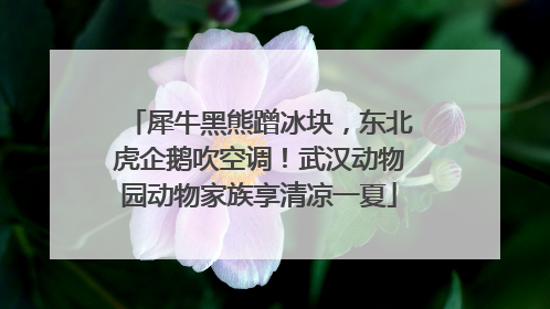 犀牛黑熊蹭冰块，东北虎企鹅吹空调！武汉动物园动物家族享清凉一夏