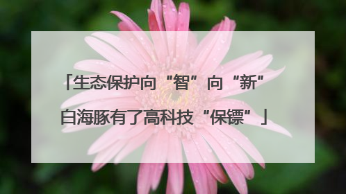 生态保护向“智”向“新” 白海豚有了高科技“保镖”
