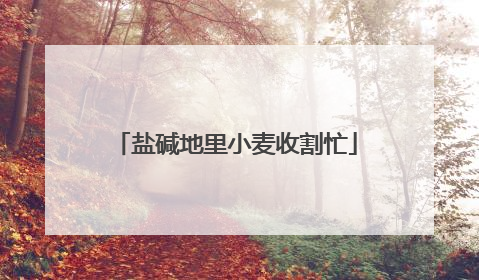 盐碱地里小麦收割忙