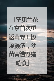 罕见兰花在京首次重返山野！极度濒危，幼苗曾遭野猪啃食