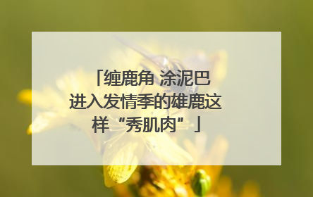 缠鹿角 涂泥巴 进入发情季的雄鹿这样“秀肌肉”