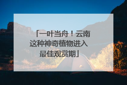 一叶当舟！云南这种神奇植物进入最佳观赏期