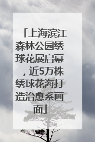 上海滨江森林公园绣球花展启幕，近5万株绣球花海打造治愈系画面