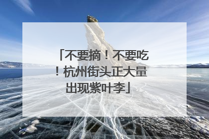 不要摘！不要吃！杭州街头正大量出现紫叶李