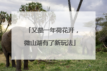 又是一年荷花开，微山湖有了新玩法