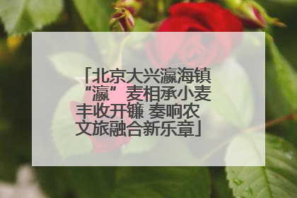 北京大兴瀛海镇“瀛”麦相承小麦丰收开镰 奏响农文旅融合新乐章