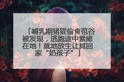哺乳期猪獾偷食苞谷被发现，逃跑途中累瘫在地！就地放生让其回家“奶孩子”