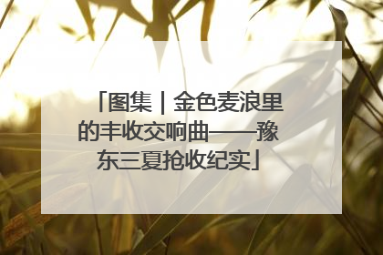 图集｜金色麦浪里的丰收交响曲——豫东三夏抢收纪实