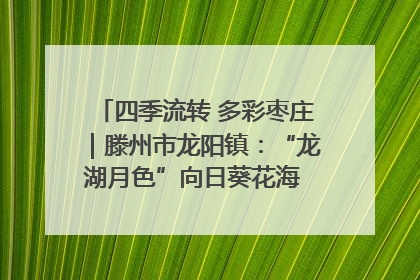 四季流转 多彩枣庄｜滕州市龙阳镇：“龙湖月色”向日葵花海 绘就乡村振兴新画卷
