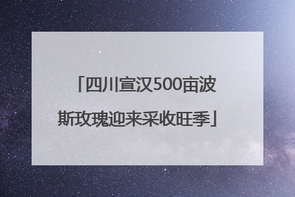 四川宣汉500亩波斯玫瑰迎来采收旺季