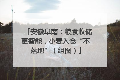 安徽阜南：粮食收储更智能，小麦入仓“不落地”（组图）