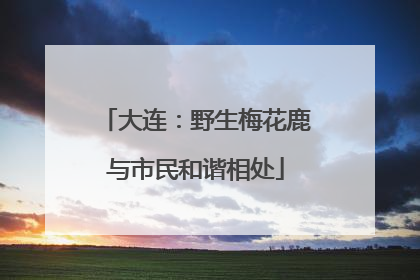 大连：野生梅花鹿与市民和谐相处