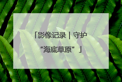 影像记录｜守护“海底草原”
