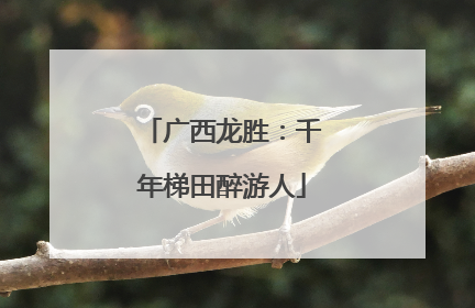 广西龙胜：千年梯田醉游人
