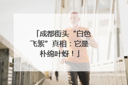 成都街头“白色飞絮”真相：它是朴绵叶蚜！