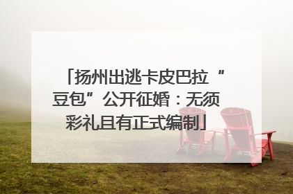 扬州出逃卡皮巴拉“豆包”公开征婚：无须彩礼且有正式编制