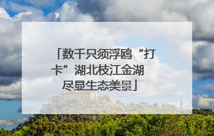 数千只须浮鸥“打卡”湖北枝江金湖 尽显生态美景