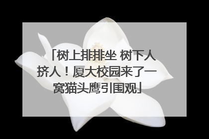 树上排排坐 树下人挤人！厦大校园来了一窝猫头鹰引围观