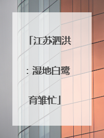 江苏泗洪：湿地白鹭育雏忙