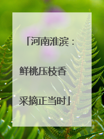 河南淮滨：鲜桃压枝香 采摘正当时