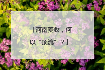 河南麦收，何以“顶流”？