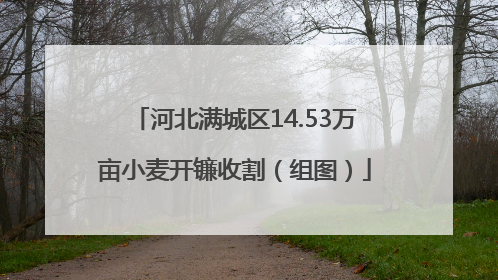 河北满城区14.53万亩小麦开镰收割（组图）