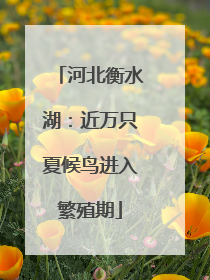 河北衡水湖：近万只夏候鸟进入繁殖期