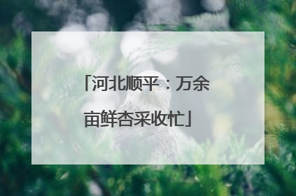 河北顺平：万余亩鲜杏采收忙