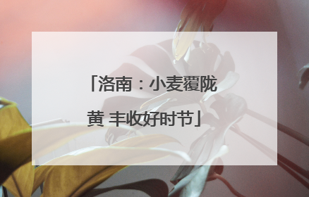 洛南：小麦覆陇黄 丰收好时节