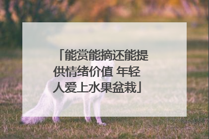 能赏能摘还能提供情绪价值 年轻人爱上水果盆栽