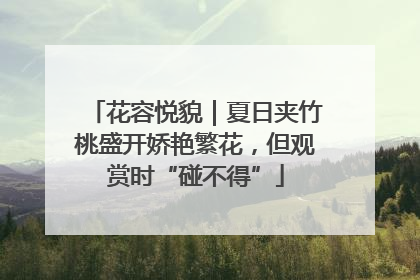 花容悦貌｜夏日夹竹桃盛开娇艳繁花，但观赏时“碰不得”