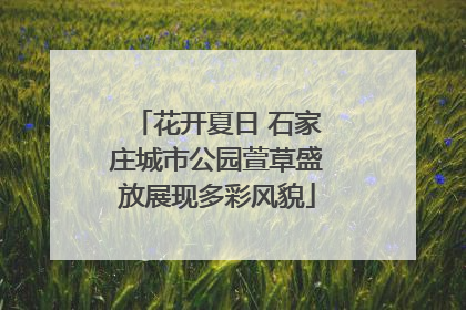 花开夏日 石家庄城市公园萱草盛放展现多彩风貌