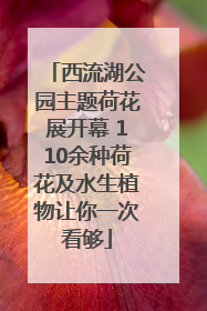 西流湖公园主题荷花展开幕 110余种荷花及水生植物让你一次看够