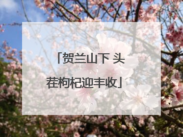 贺兰山下 头茬枸杞迎丰收