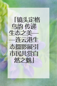 镜头定格鸟韵 传递生态之美——连云港生态摄影展引市民共赏自然之魅