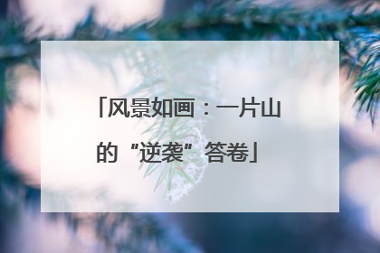 风景如画：一片山的“逆袭”答卷