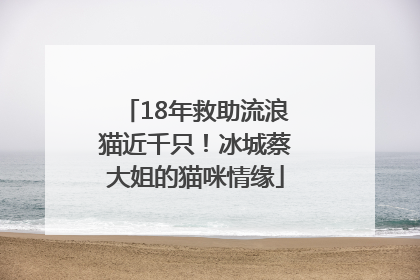 18年救助流浪猫近千只！冰城蔡大姐的猫咪情缘