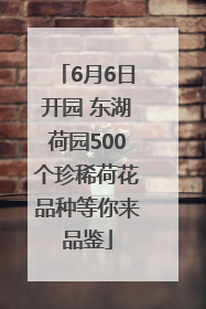6月6日开园 东湖荷园500个珍稀荷花品种等你来品鉴