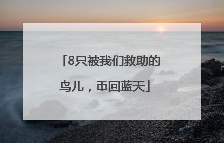 8只被我们救助的鸟儿，重回蓝天